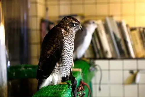 7家值得一去的宠物咖啡馆:压力山大的现代社会中的一片绿洲?