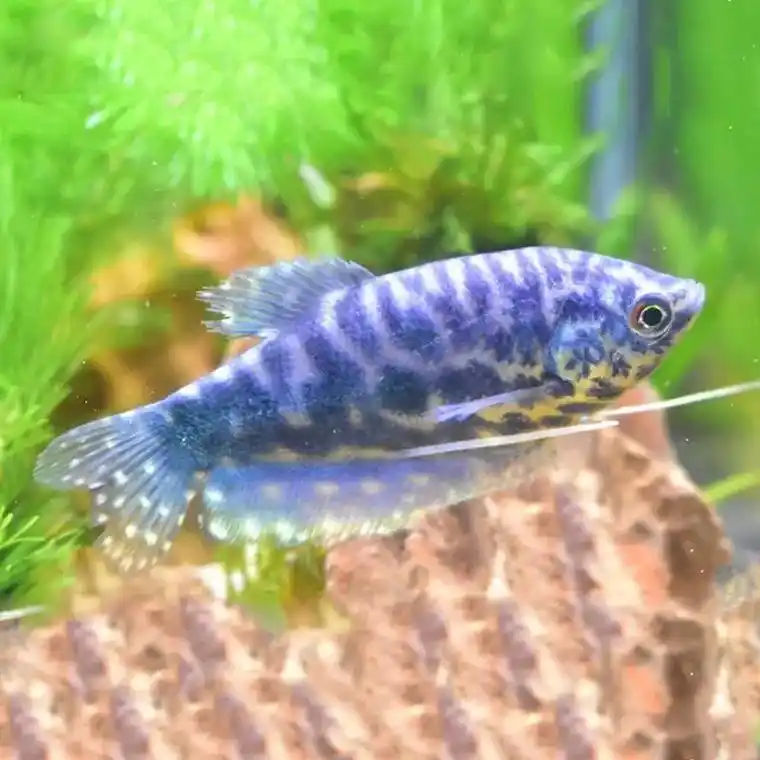 这款小型淡水鱼真的太好养啦!我是个新手,完全不会养鱼,但这款 - 抖音