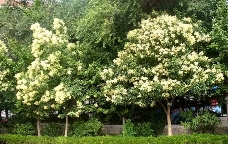 大叶女贞枝叶清秀,四季常绿,夏日白花满树,是一种很有观赏价值的园林