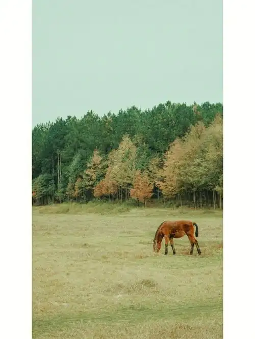 都溪林场贵阳小内蒙太出片了