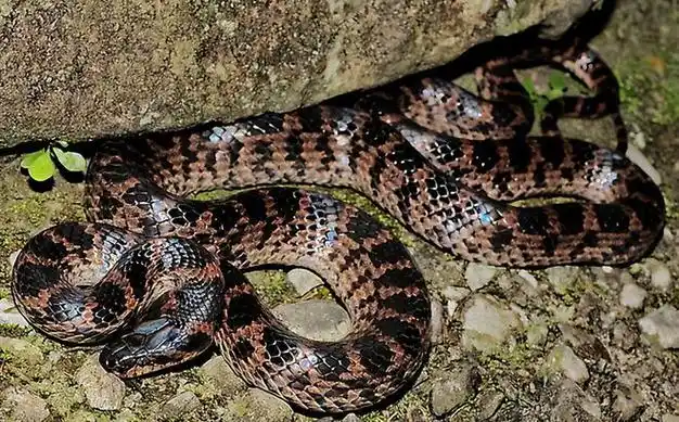 国内常见无毒蛇类排名中国十大没有毒的蛇