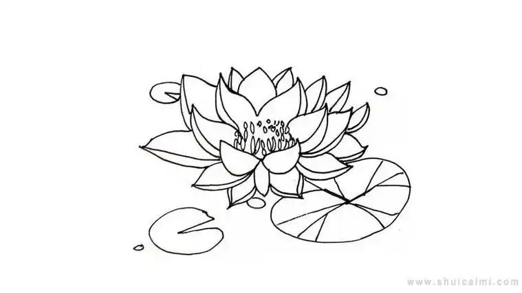 植物花卉漂亮睡莲的简笔画
