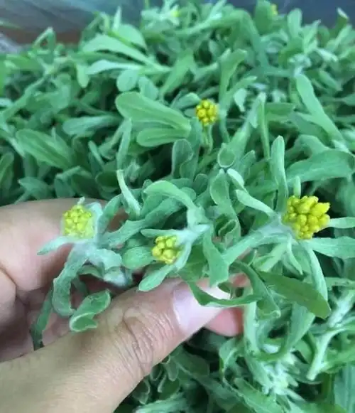 农村这种野草很常见人称清明草做小吃是一绝