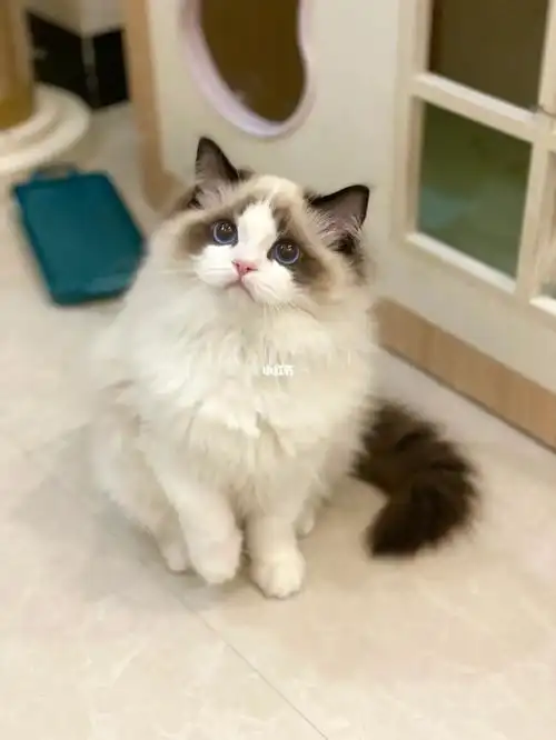 甜到犯规的弟弟重新找家|赛级布偶猫