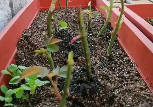 月季扦插的1个扦插方法,沙床扦插的2点注意事项,让扦插更容易