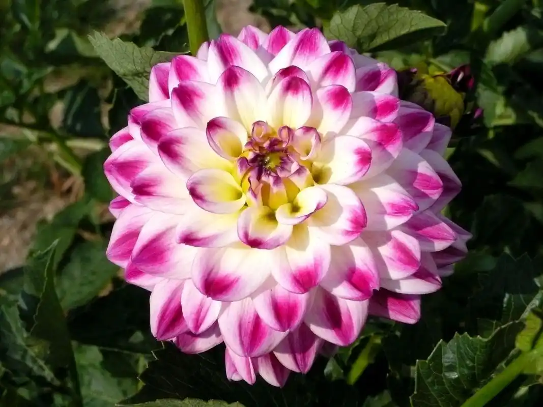 大丽花图片 - 第1张