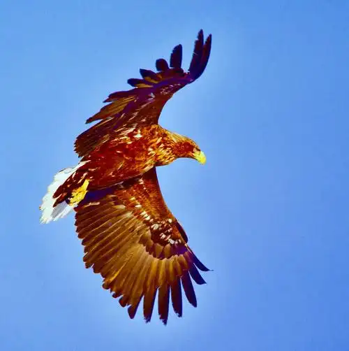 金雕展翅 - 知乎