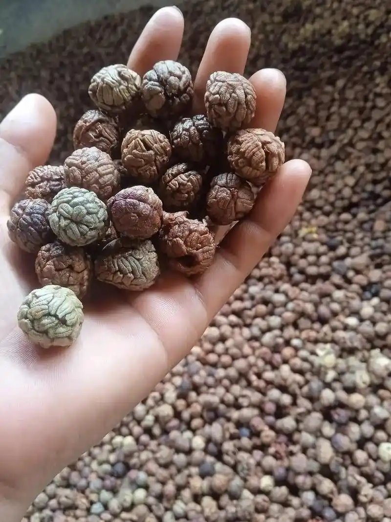 草寇#中药材 #草寇 @dou - 抖音