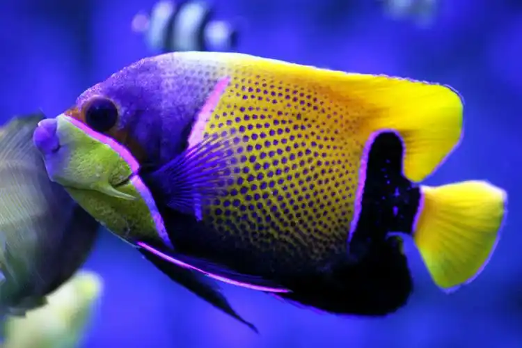 五彩缤纷海洋鱼