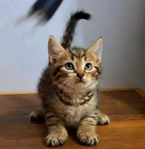 褐虎斑美短鱼骨纹弟弟