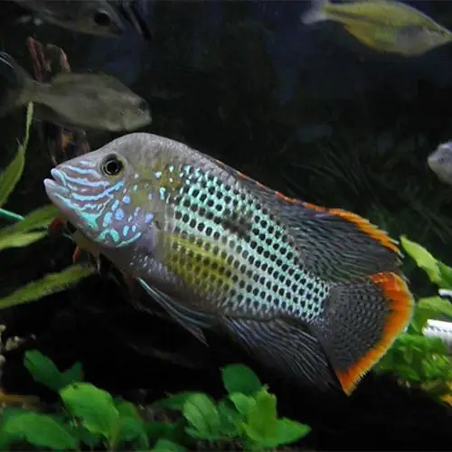 中大型热带鱼观赏鱼红尾皇冠鱼活体玉面皇冠鱼老寿星鱼蓝面财神鱼