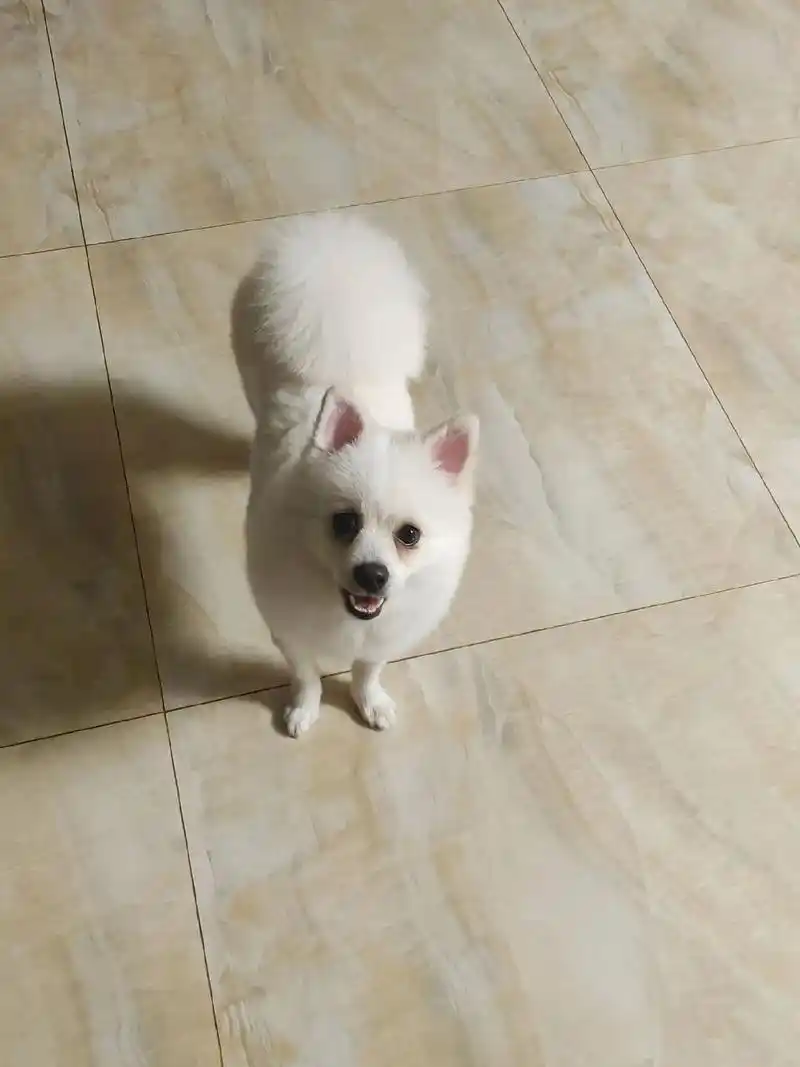 博美宝宝 我是不是可以当狗狗美容师了#剃毛后的狗 #狗狗美