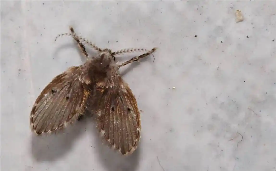 原创卫生间里的小飞虫是什么它们究竟是从哪里来的又该如何消灭