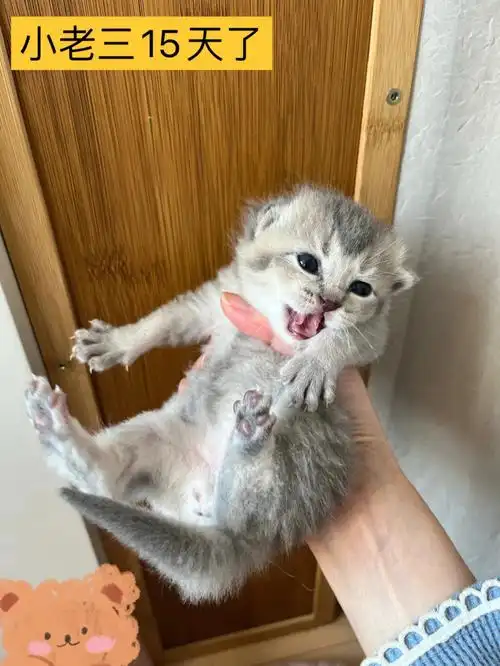 金渐层与蓝猫的意外混血-奶猫15天啦