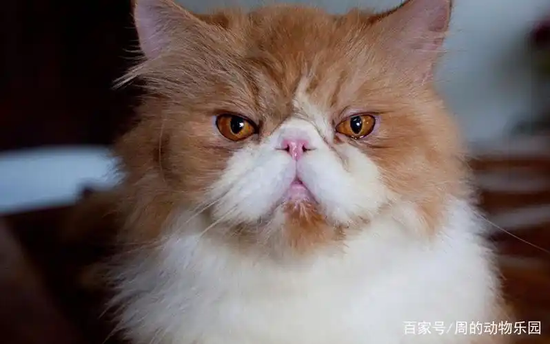 关于波斯猫大家了解多少,今天小编就给大家介绍一下