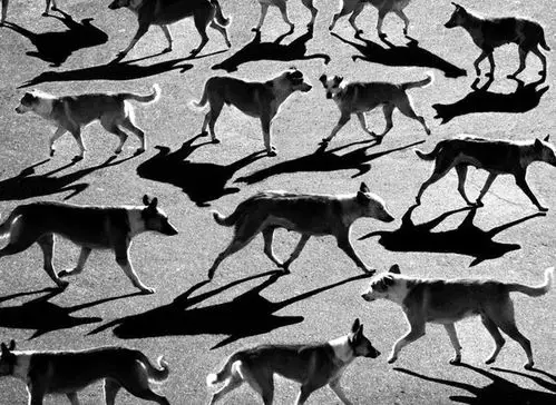 alexeymenschikov影子的艺术