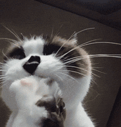 这只自带惊讶表情包的喵星人是来演喜剧的嘛