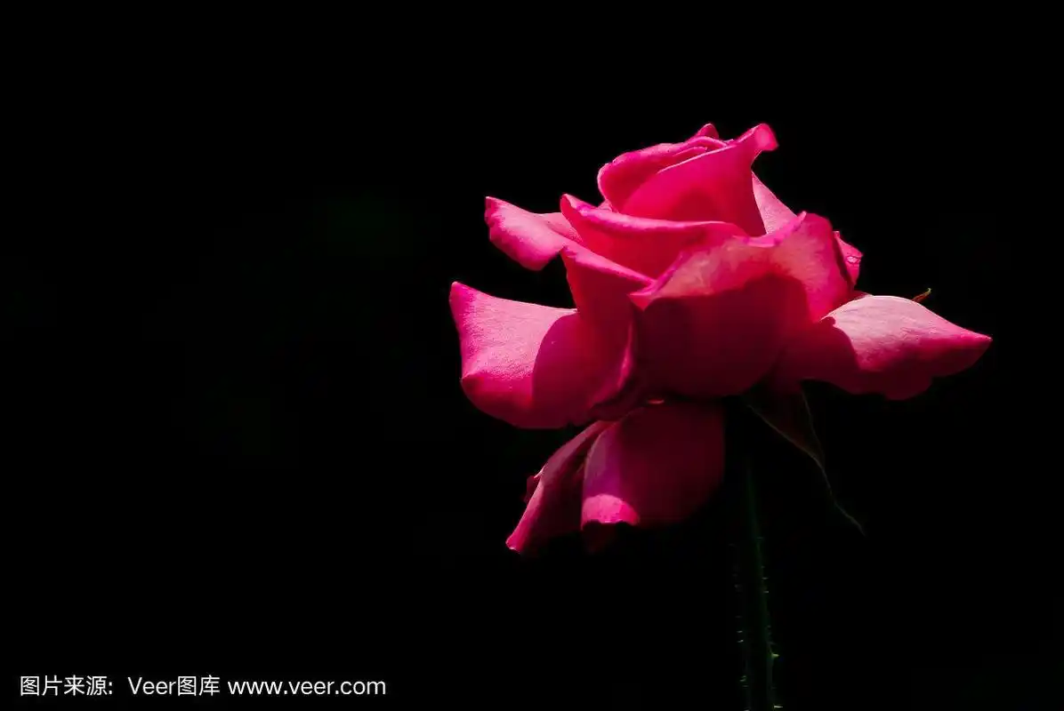 黑色背景上的红玫瑰花.