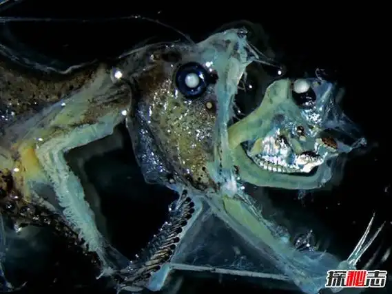 海底深处恐怖鱼类生性残忍外形吓人毒蛇鱼极