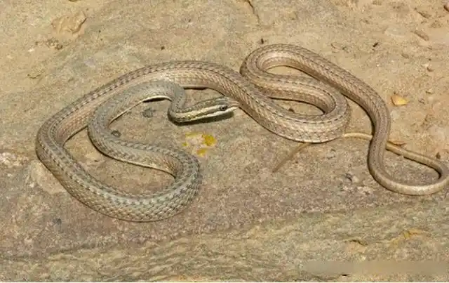 我国西北边陲地区,新疆的沙漠蛇类,最毒莫过于阿拉善蝮蛇
