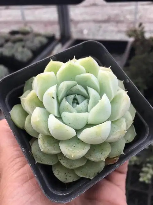 阿尔巴白月影多肉植物群生多肉办公室盆景盆栽花卉绿植植物精选白月影