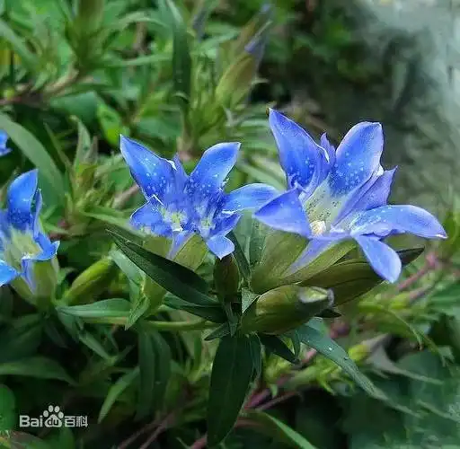每日一味抗癌中药——龙胆草,比黄连更苦的中药,清热燥湿泻肝火