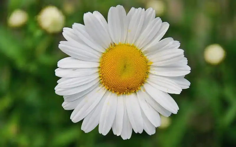 小雏菊唯美花卉桌面壁纸