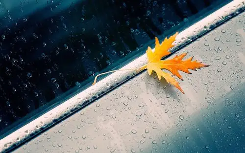 飘落的思念唯美枫叶