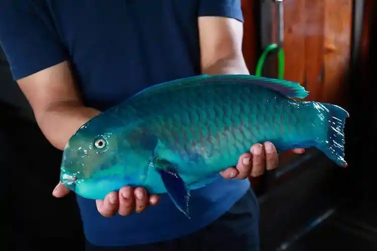 95 大家可能不认识这条通体青色的鱼!但它清蒸之后的味道,惊为天人!