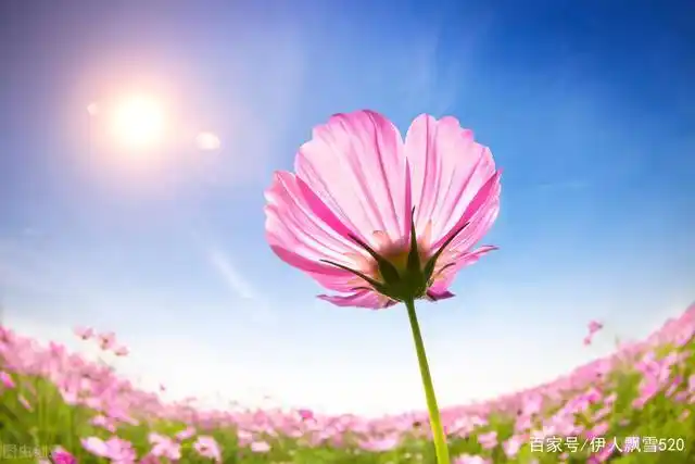 暖心文案|9句阳光正能量励志短句,选一句激励自己吧!