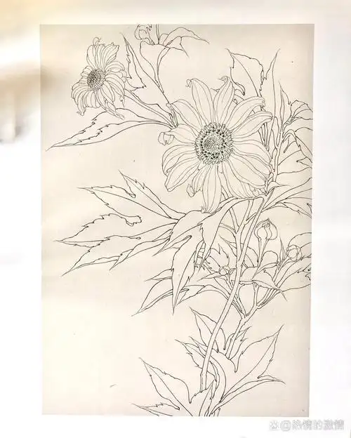 国画白描花卉-美院必学-线稿临摹-向日葵
