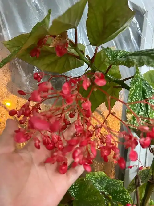 富士山秋海棠221217