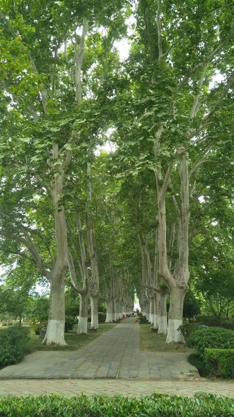 法国梧桐树多少钱一棵(法国梧桐树多少钱一棵2021)