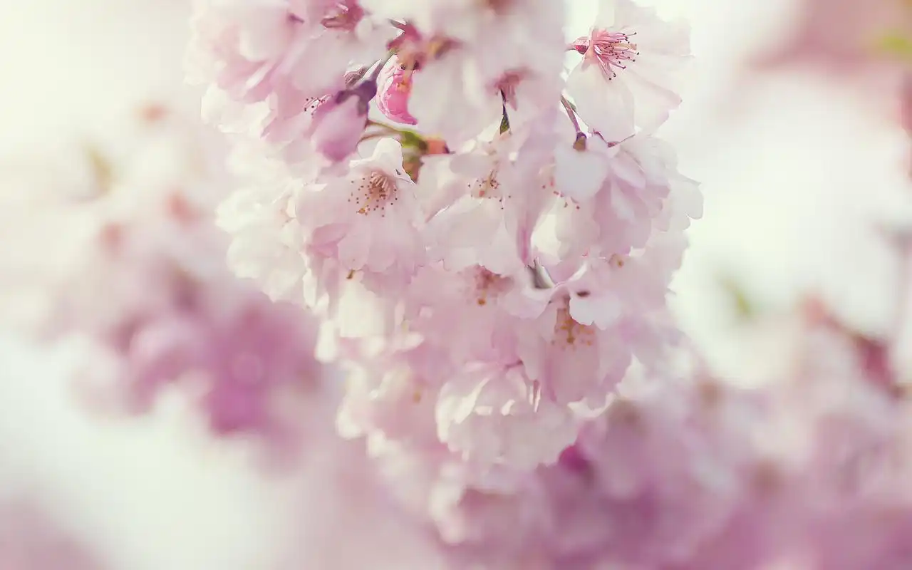 粉色系桃花唯美清新桌面壁纸下载13