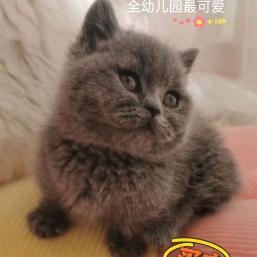 英短蓝猫幼猫宠物活体猫咪沈阳猫舍蓝色网红矮脚小猫弟弟短腿萌宠【15