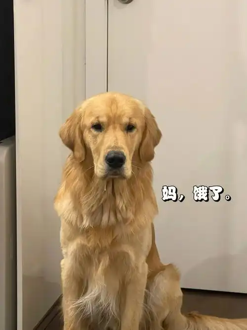 生活不易小金叹气