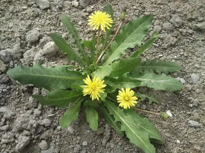 【中药知识】每周一药之蒲公英