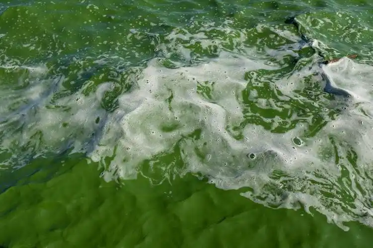 云南昆明滇池湖水绿的像油漆掉下去淹不死也恶心死了