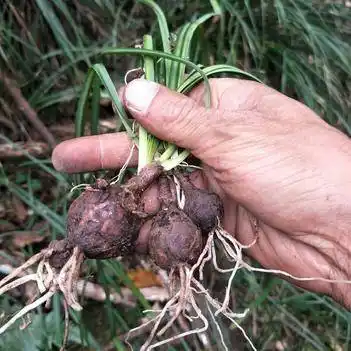 石蒜苗 红花石蒜,传说中的彼岸花