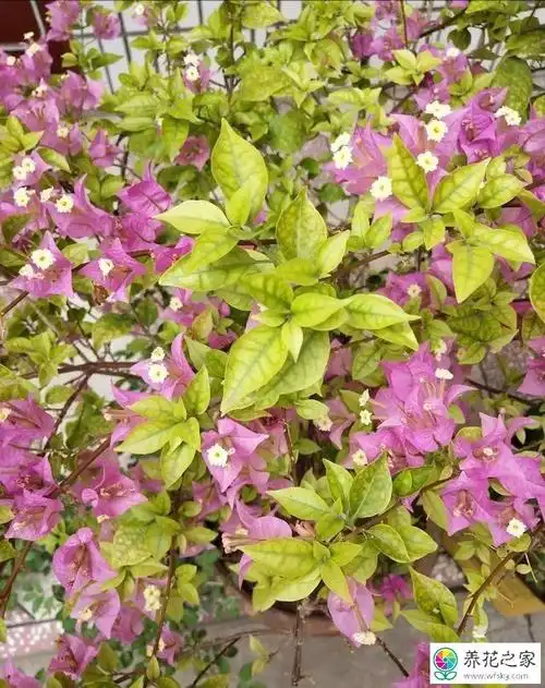 三角梅叶片全是花斑怎么回事