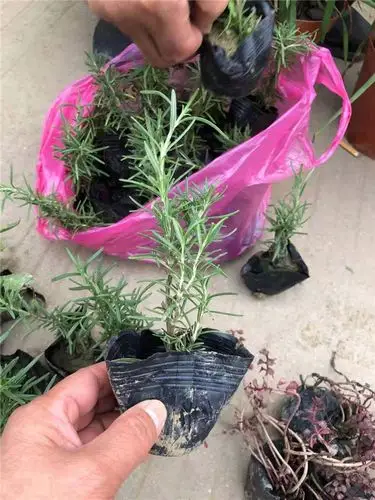 迷迭香 迷迭香小苗 沭阳共享园林火爆热销中