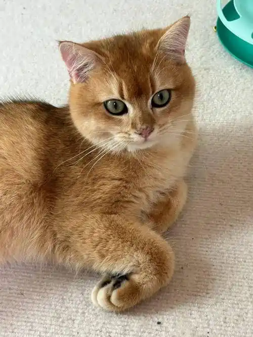 金吉拉和金渐层傻傻分不清?虽然都有个"金"字,但外貌差别很大!