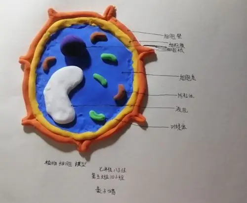 社团动植物细胞模型作品展示