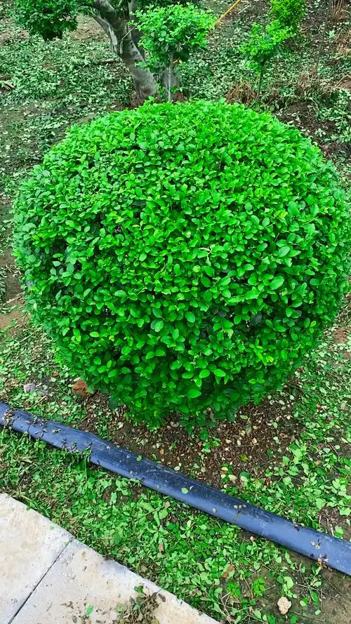 小叶女贞球四季常青不落叶耐寒耐旱