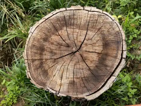 树桩摄影图__生活素材_生活百科_摄影图库_昵图网nipic.com