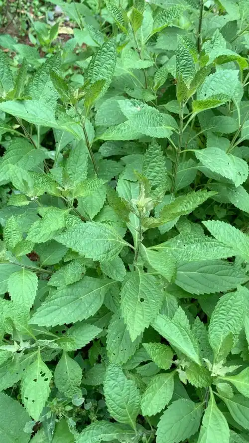 柴胡草,能最快速有效解决肝病患者,大小三阳 尿黄 眼黄 面色仓黄.