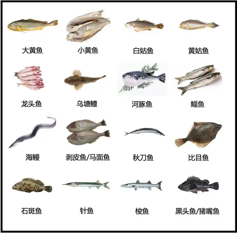 70种常见食用鱼,海鱼淡水鱼都有,你吃过几种呢?95959595