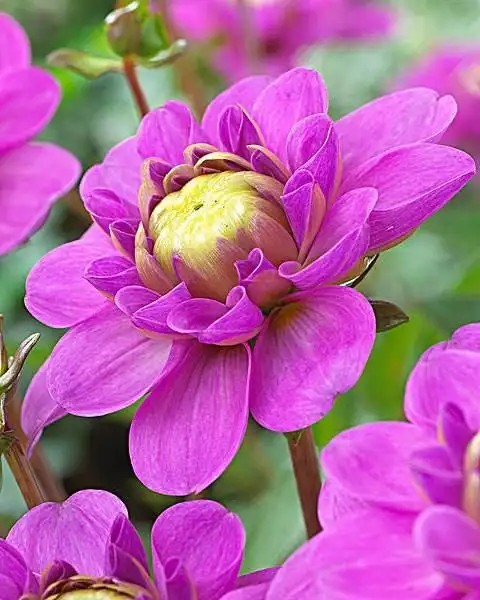 墨西哥国花:大丽花