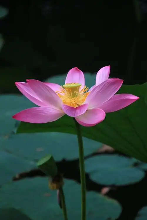 七月的沈阳,荷花依旧,"水中仙子并红腮, 一点芳心两处开."