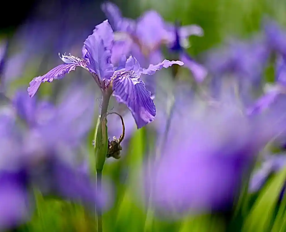 鸢尾花#微距摄影#身边的风景 - 抖音